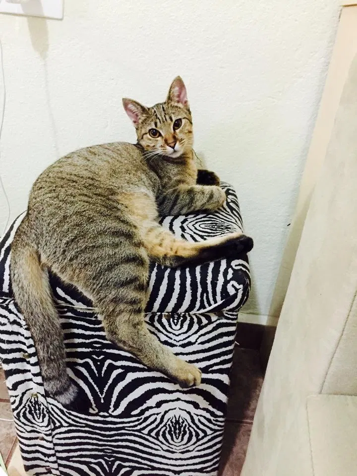Lost cat in Fort Lauderdale, FL, 33309