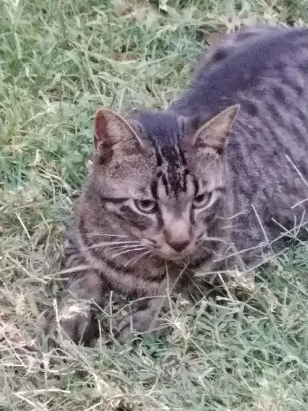 Lost cat in Mission, TX, 78572
