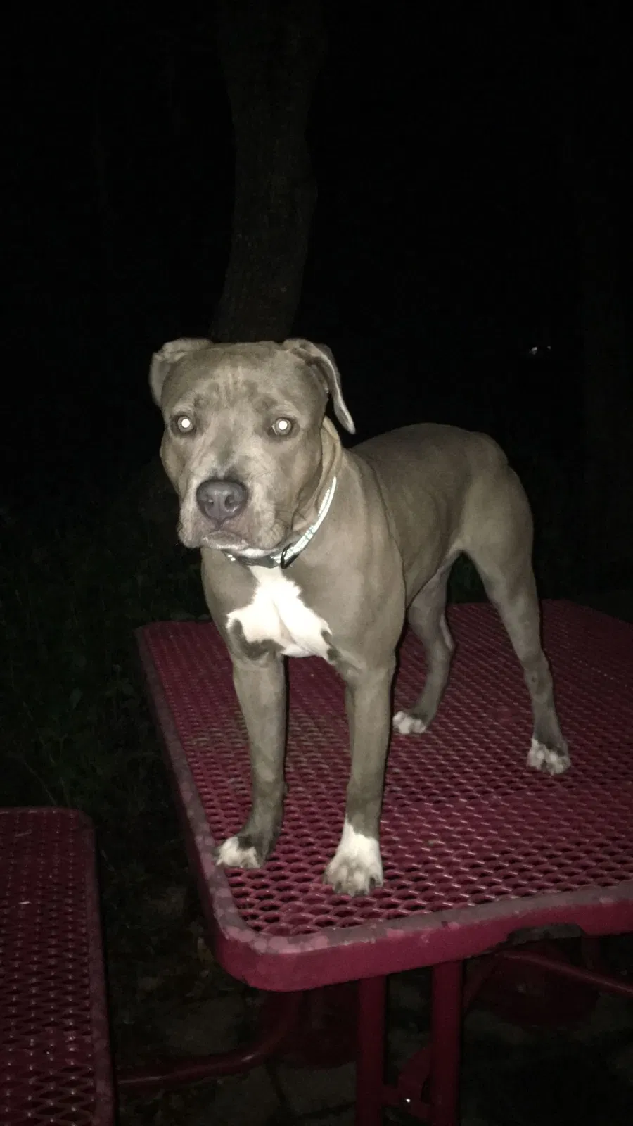 Lost dog in Port Charlotte, FL, 33954