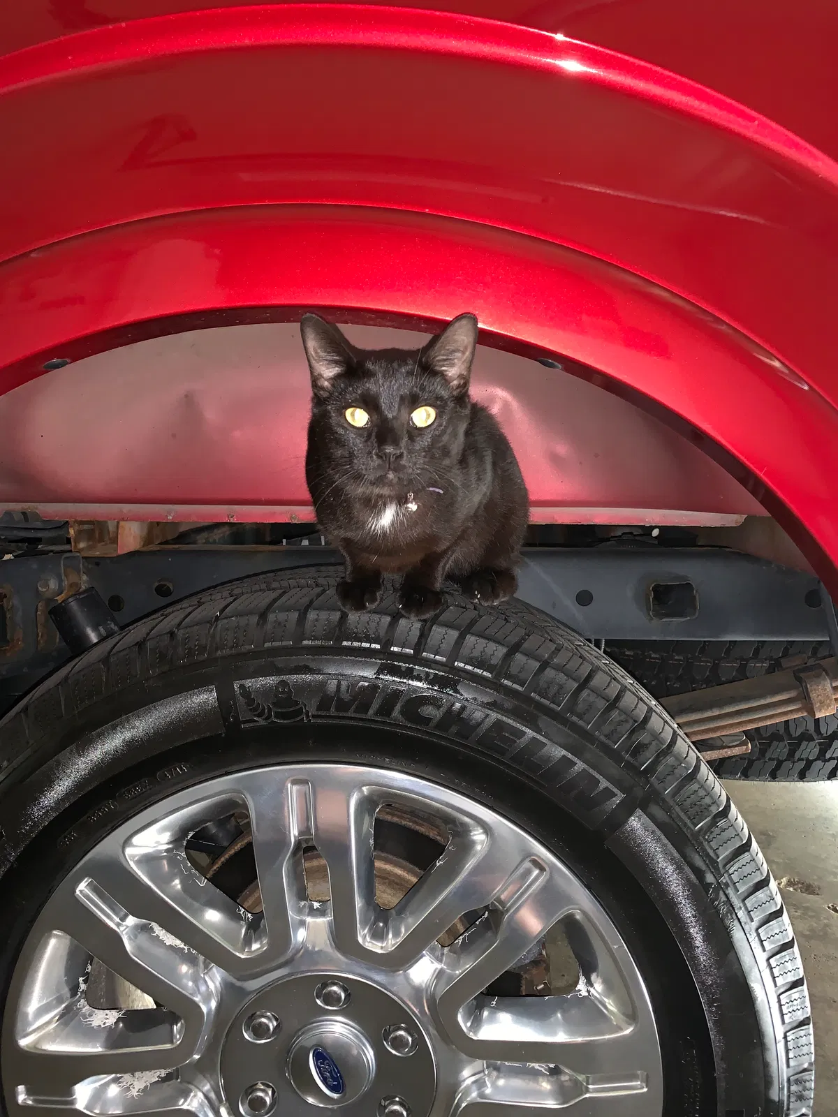 Lost cat in Indianapolis, IN, 46256