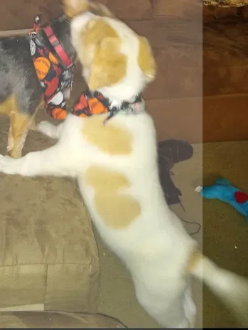 Lost dog in Conway, AR, 72032