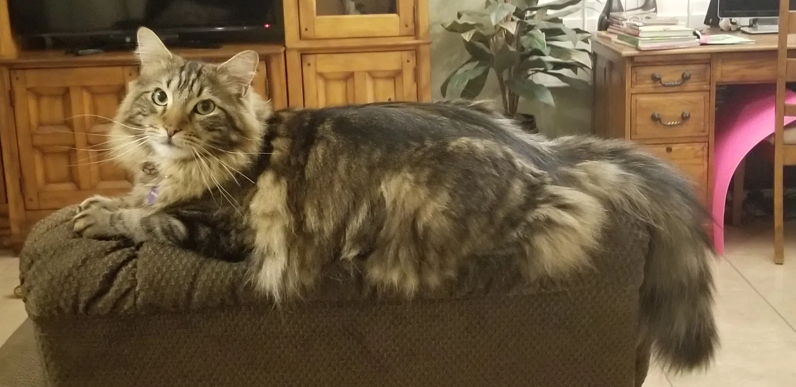 Lost cat in Gilbert, AZ, 85233