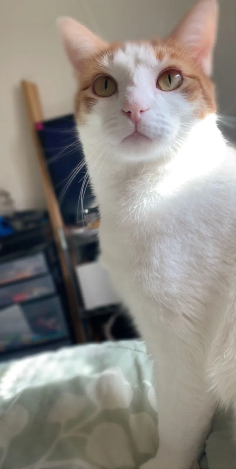 Lost cat in Reading, PA, 19606