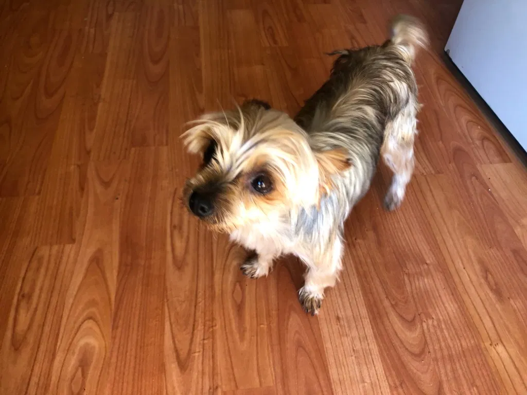Lost dog in Modesto, CA, 95351
