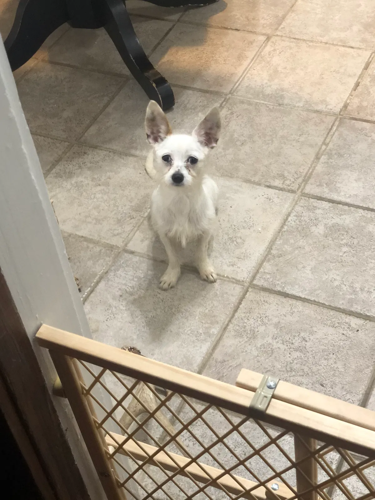 Found dog in Augusta, GA, 30904