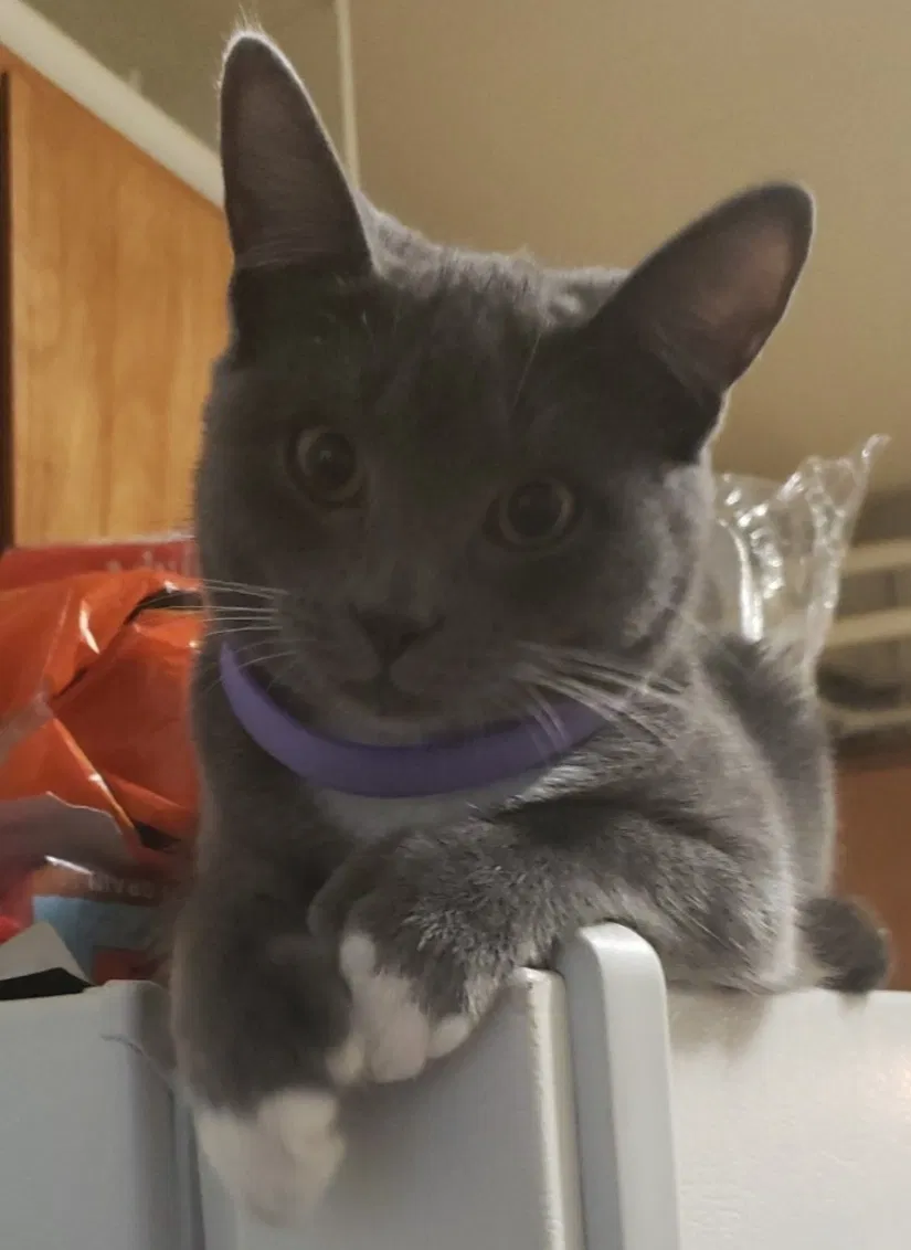 Lost cat in Princeton, NJ, 8542