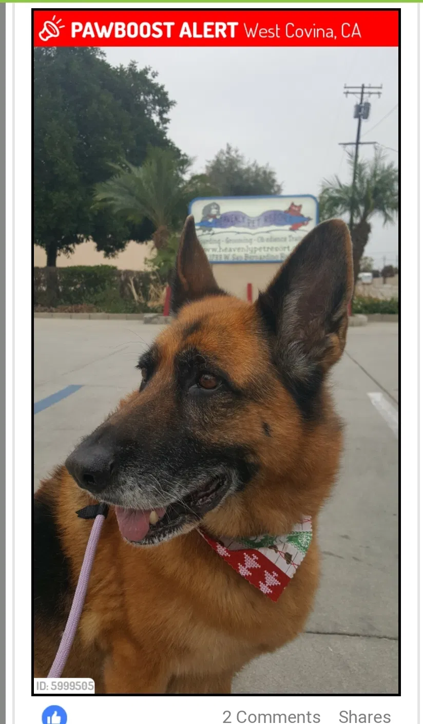 Lost dog in West Covina, CA, 91790