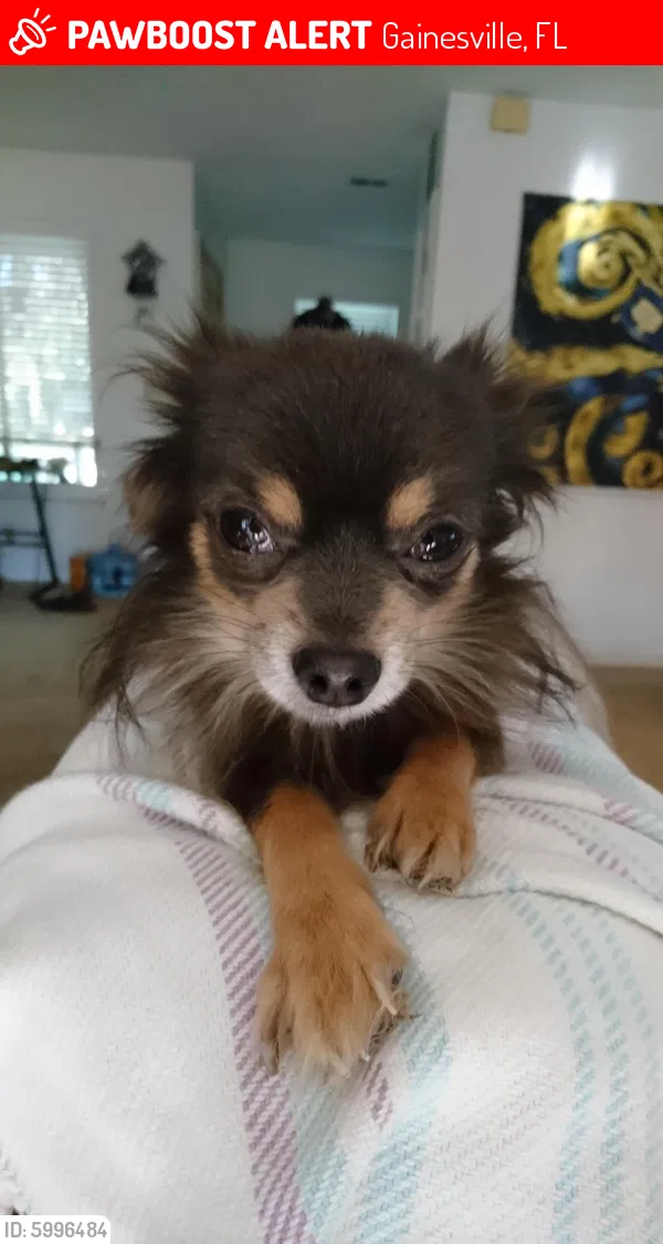 Lost dog in Gainesville, FL, 32605