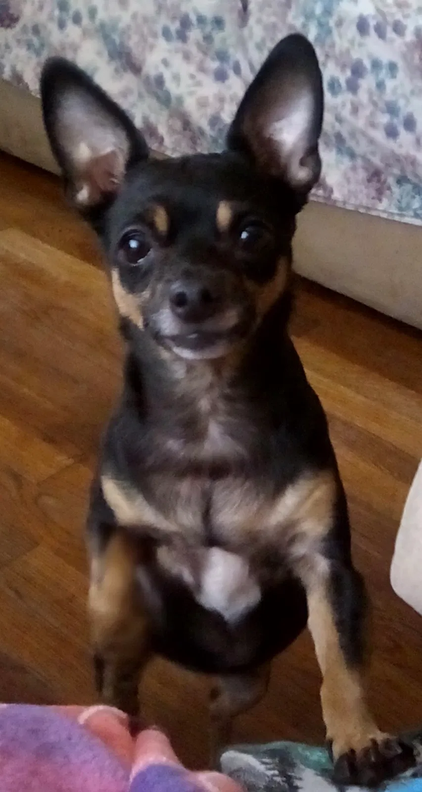 Lost dog in Gordonsville, VA, 22942