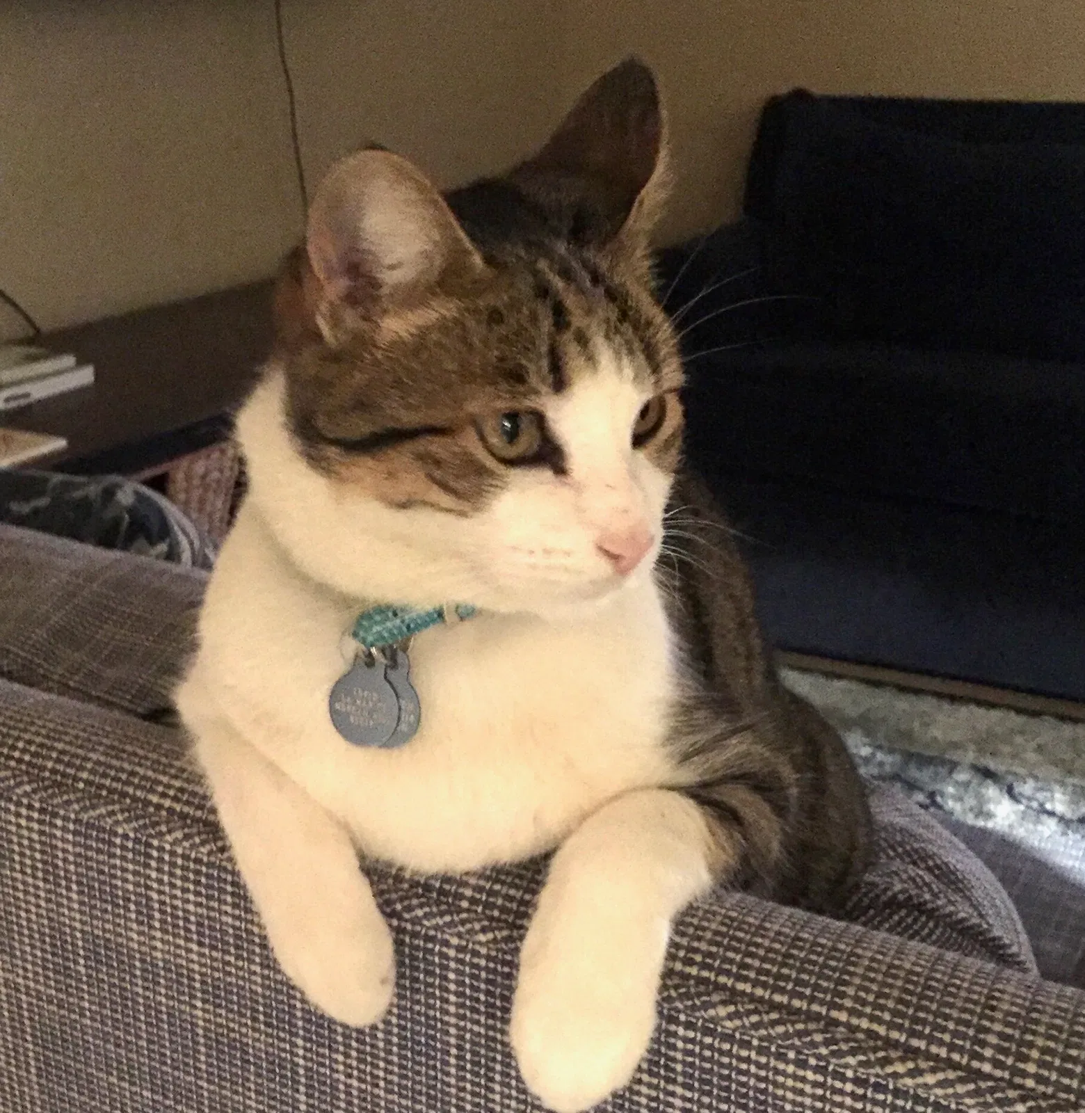 Lost cat in San Ramon, CA, 94582