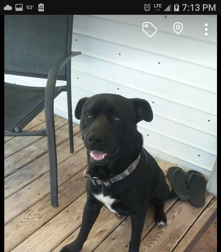 Lost dog in Hearne, TX, 77859