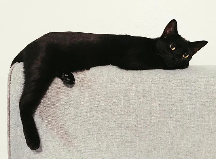 Lost cat in Huntington Beach, CA, 92648