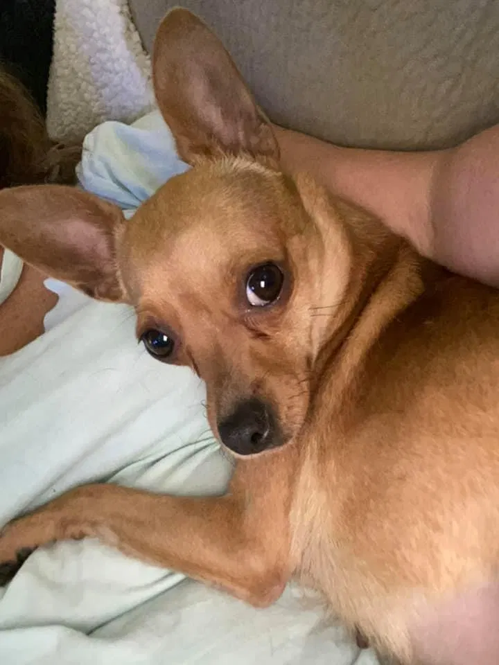 Lost dog in Chocowinity, NC, 27817