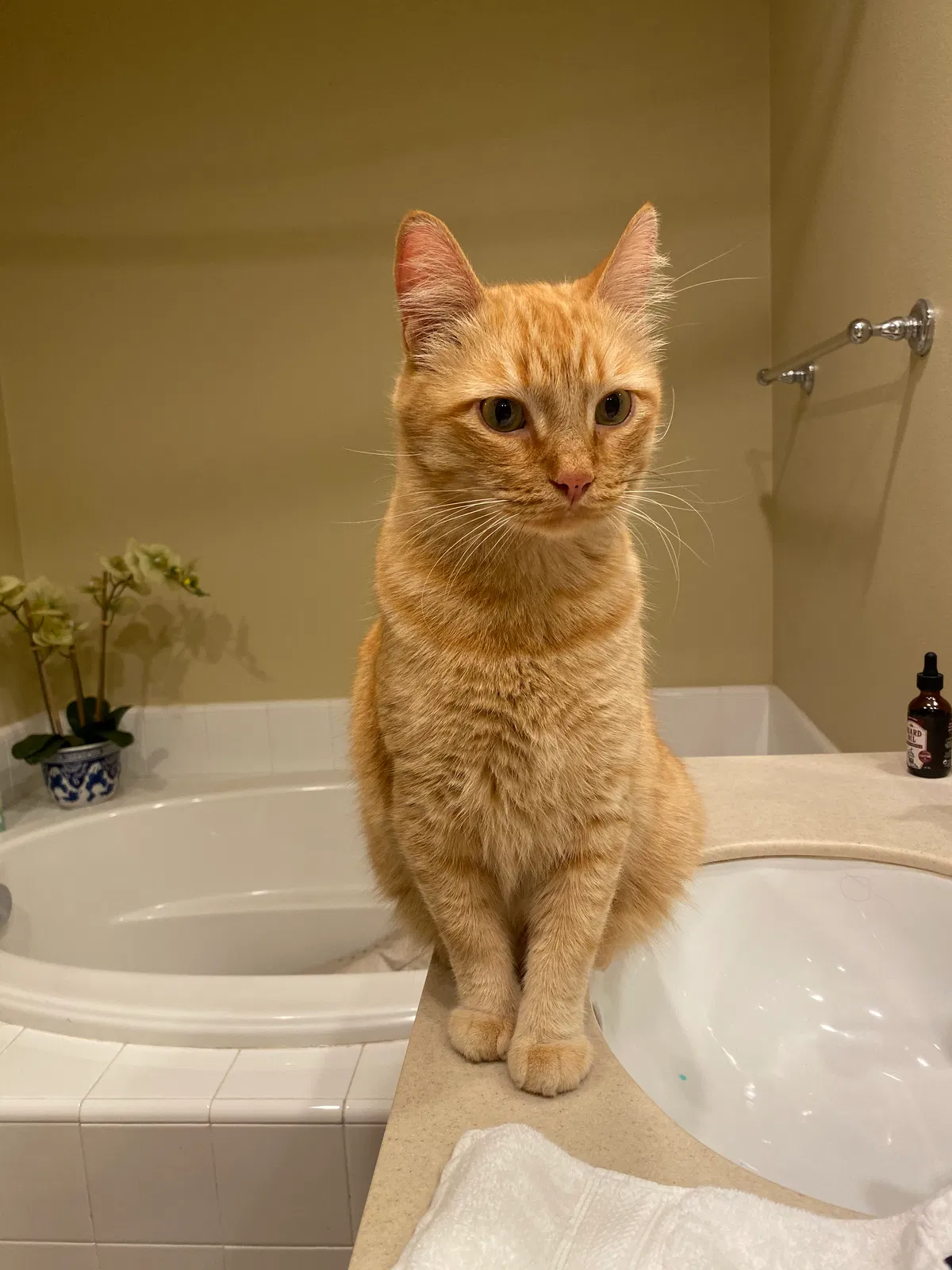 Lost cat in Anaheim, CA, 92805