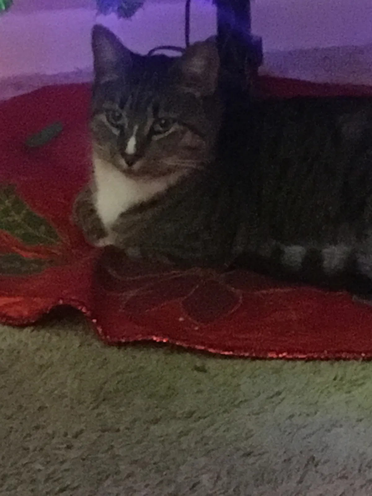 Lost cat in Columbus, OH, 43207