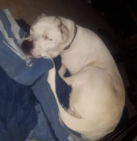 Lost dog in Calvert, TX, 77837