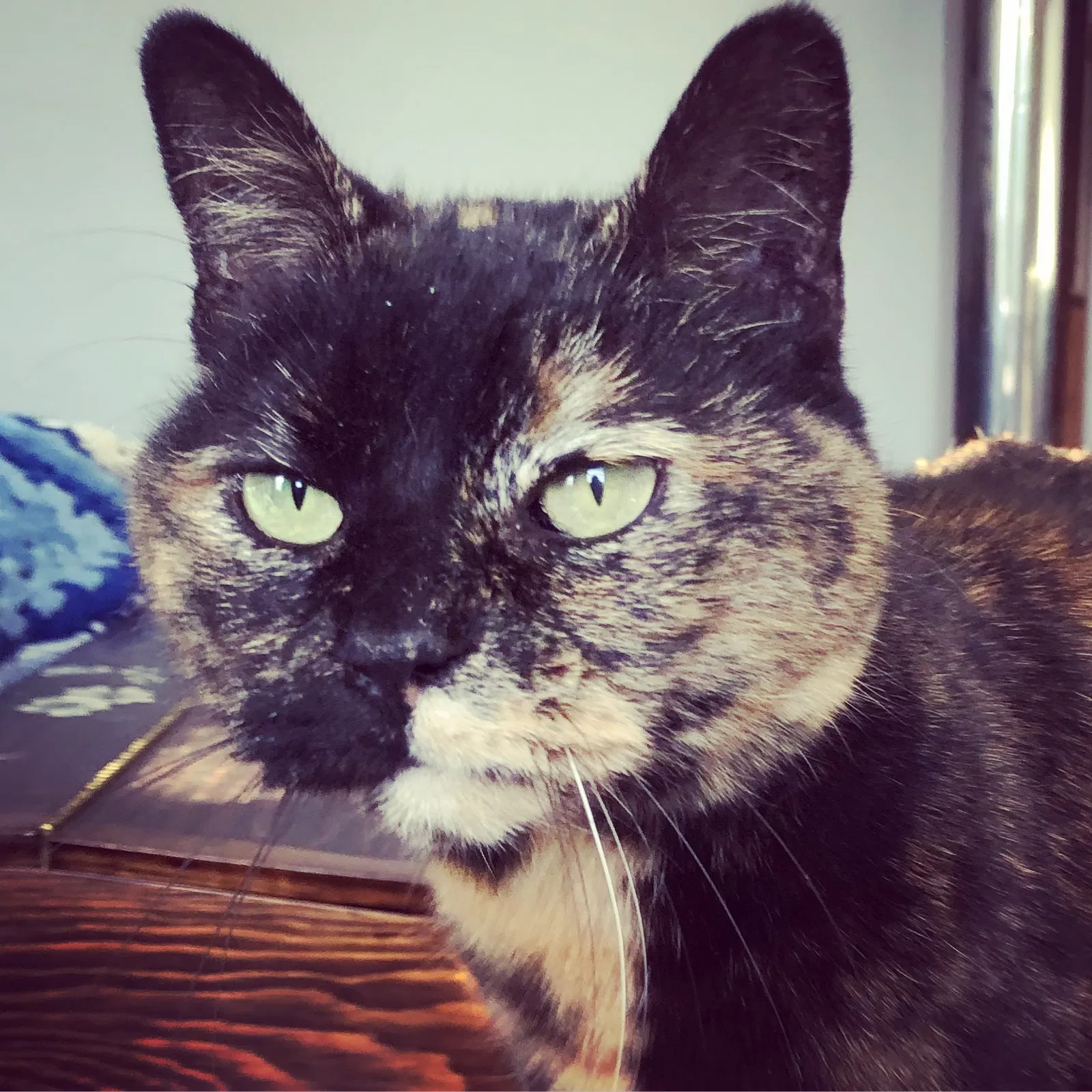 Lost cat in Columbus, OH, 43207