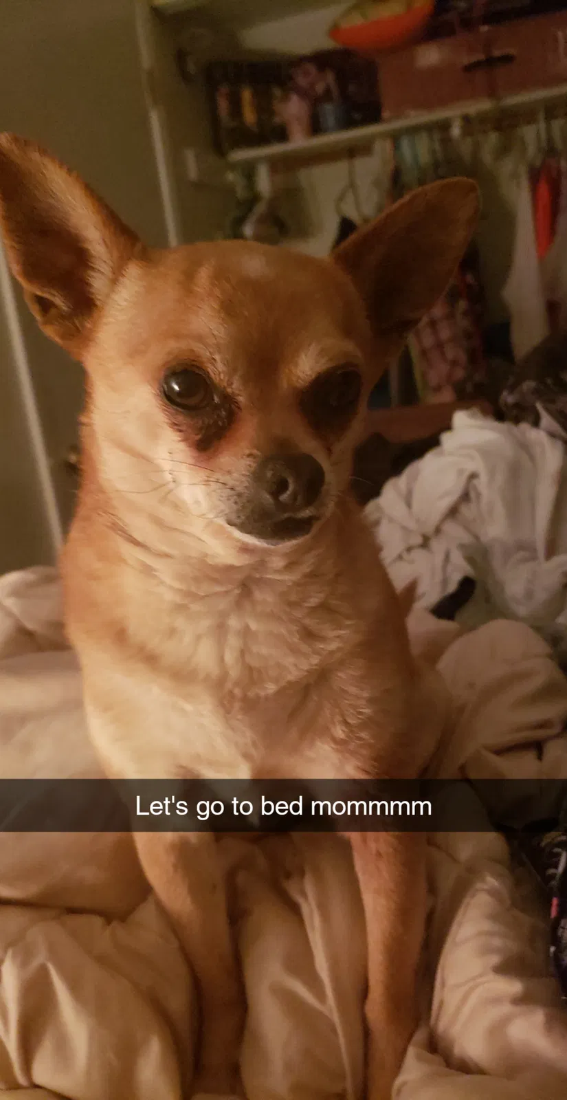 Lost dog in Tucson, AZ, 85730