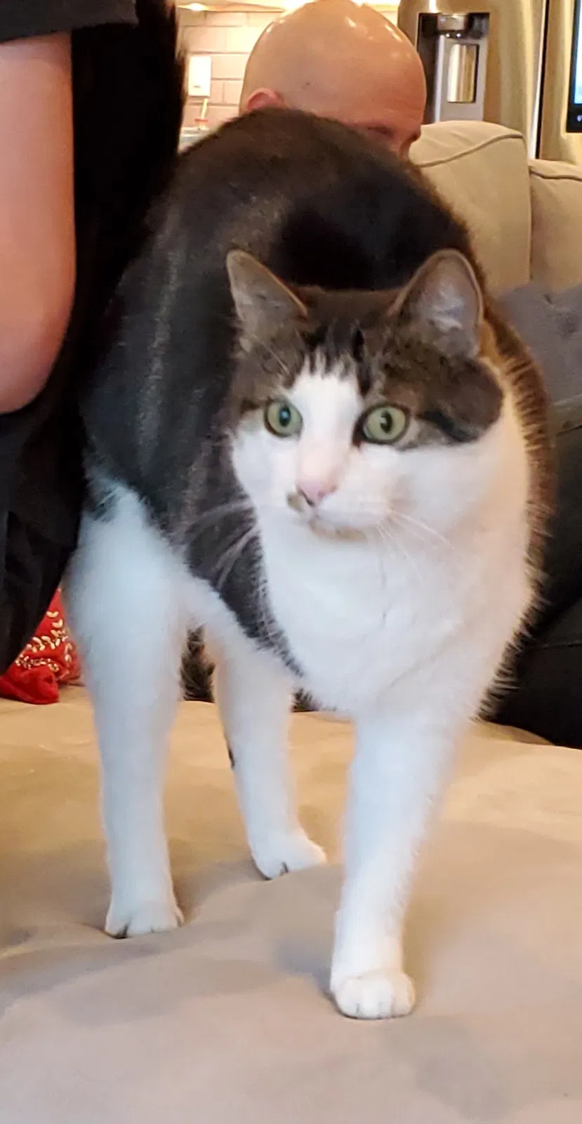 Lost cat in Tucson, AZ, 85737