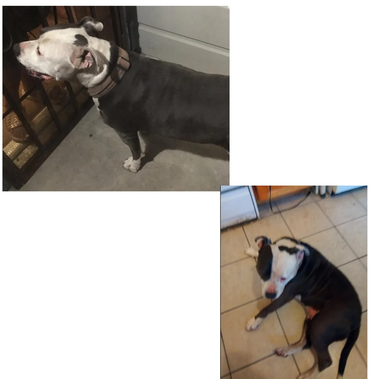Lost dog in Oakland, CA, 94605