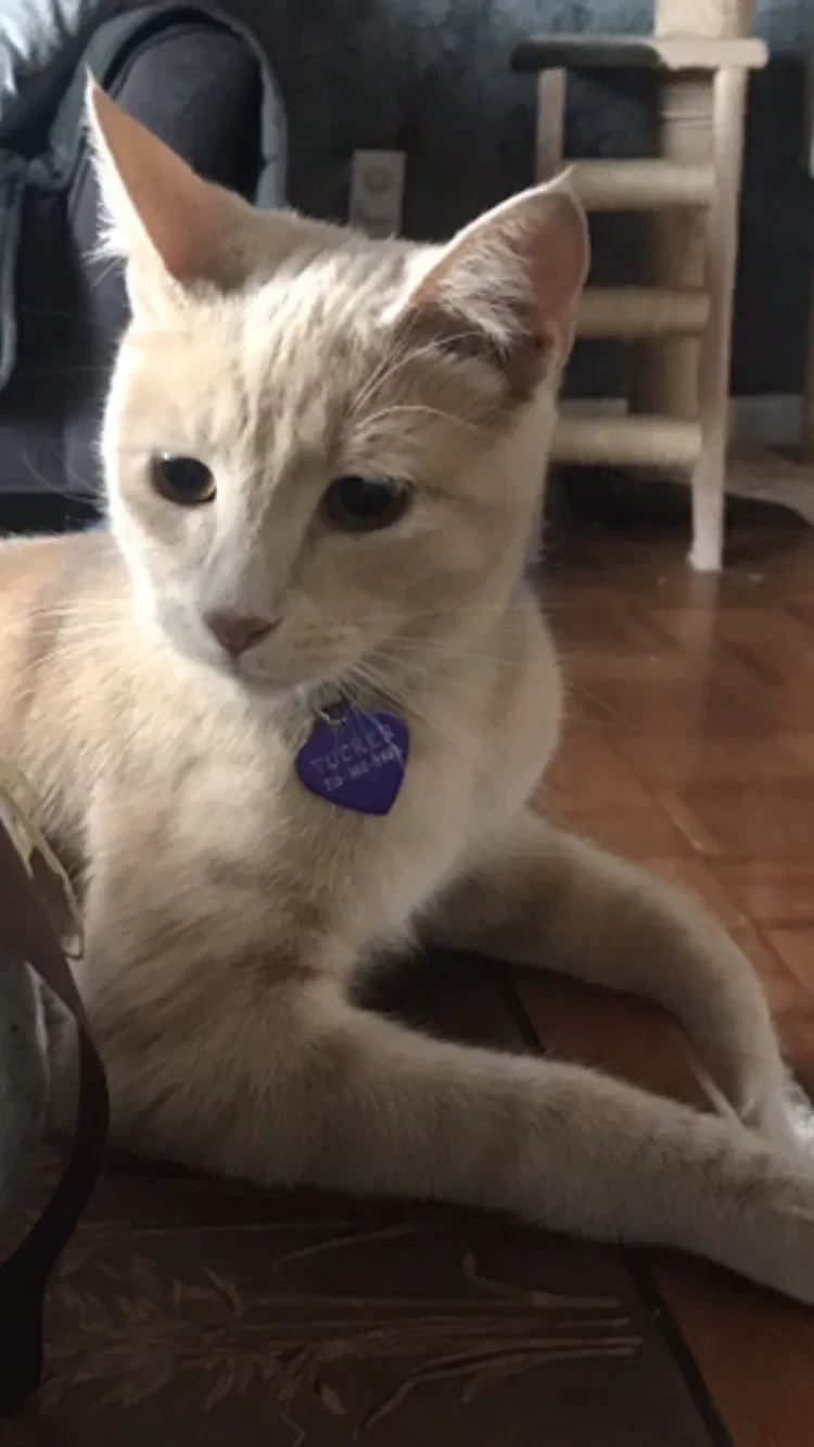 Lost cat in Norristown, PA, 19403