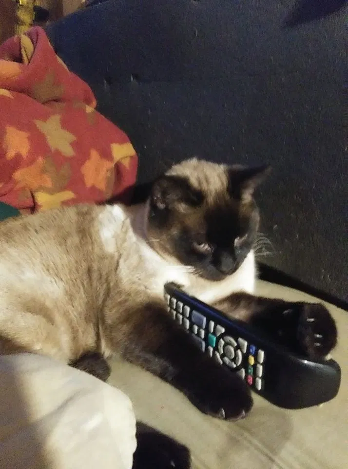 Lost cat in Auburn, WA, 98002