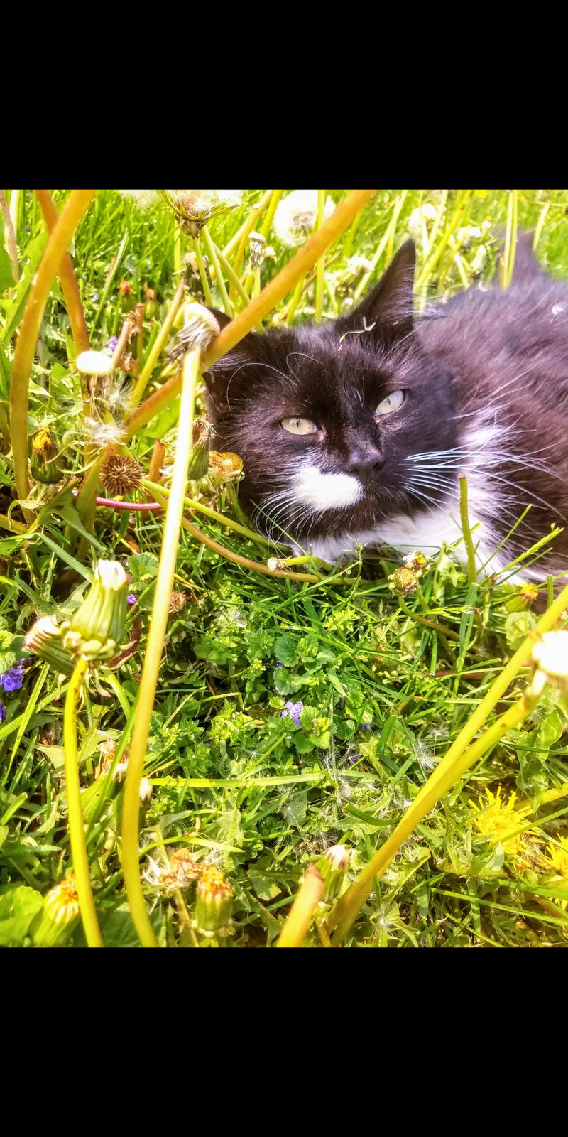 Lost cat in Gap, PA, 17527