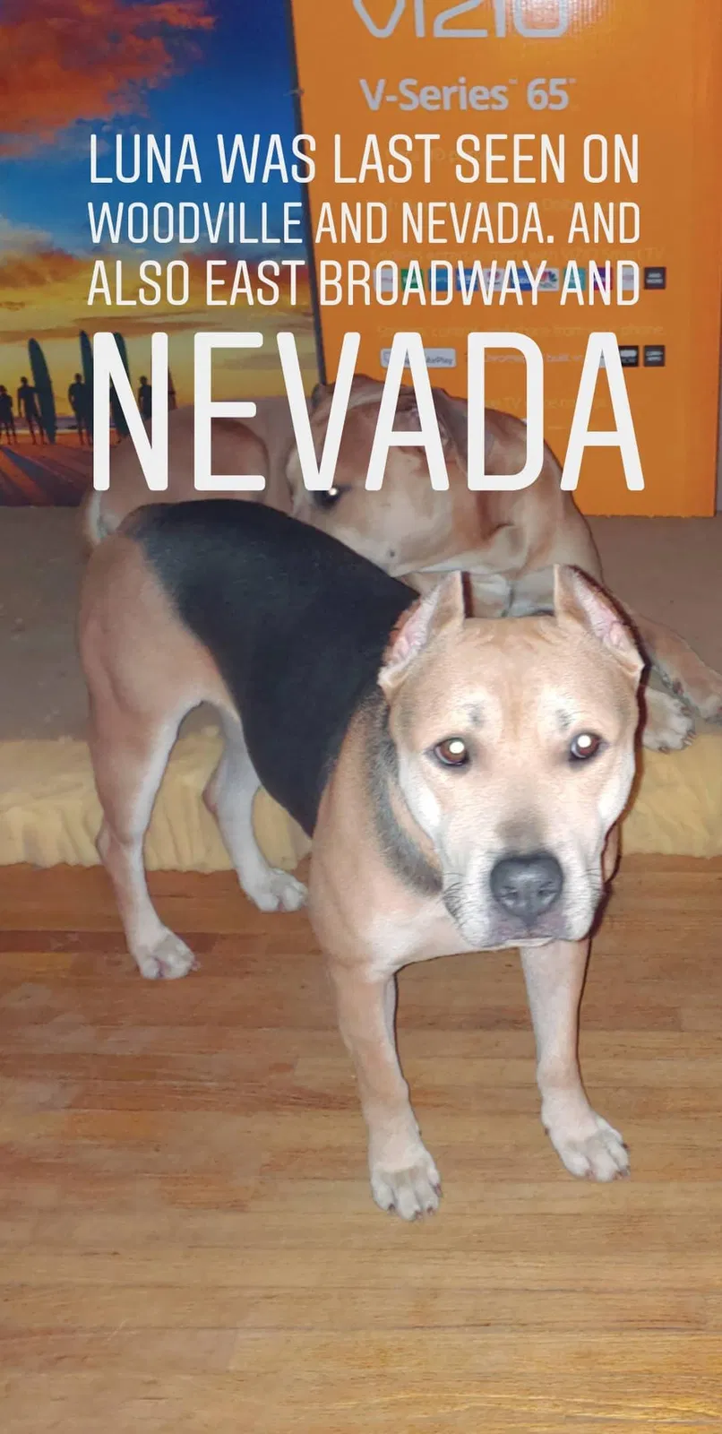 Lost dog in Toledo, OH, 43605
