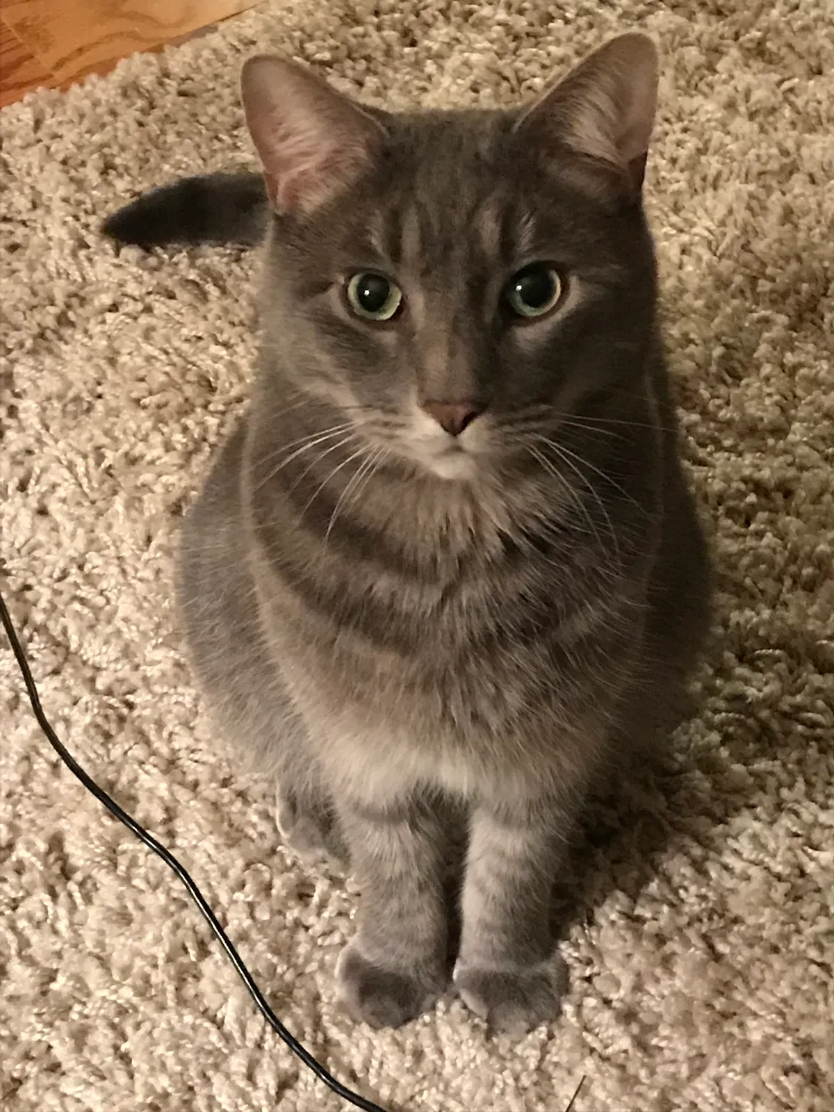 Lost cat in Stamford, CT, 6903