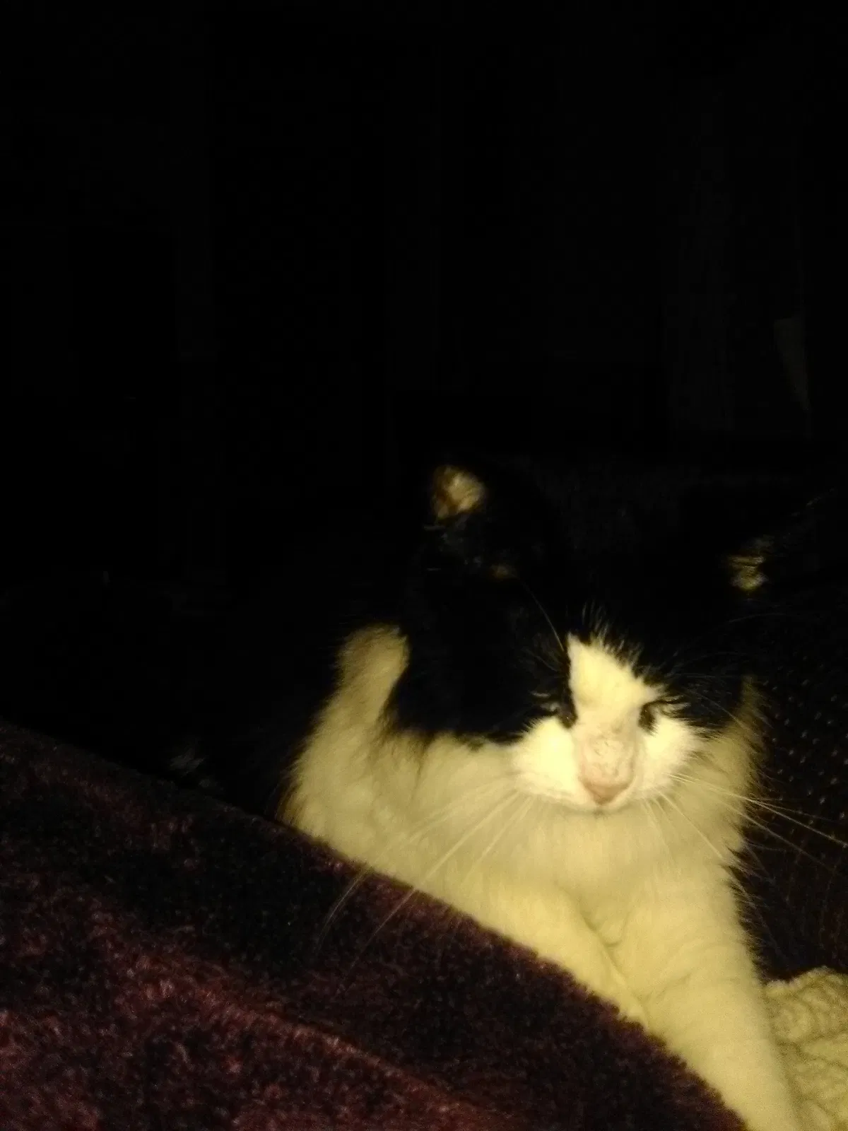 Found cat in Dunnellon, FL, 34434