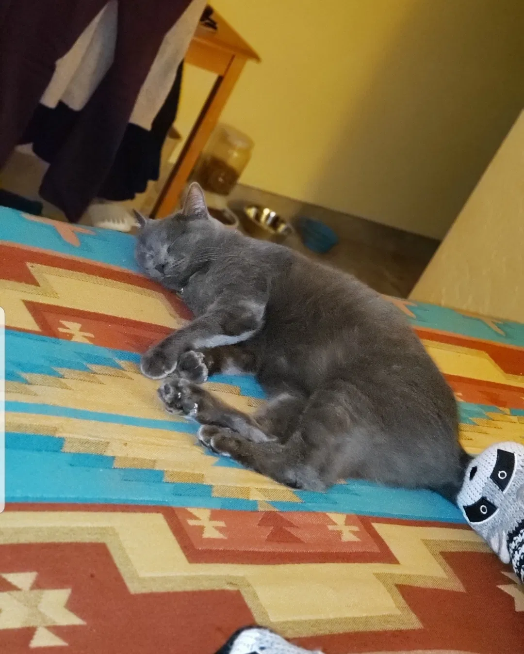 Lost cat in Alabaster, AL, 35007