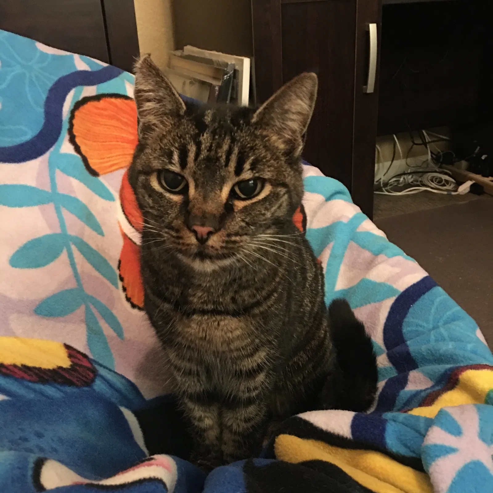 Found cat in Manteca, CA, 95336
