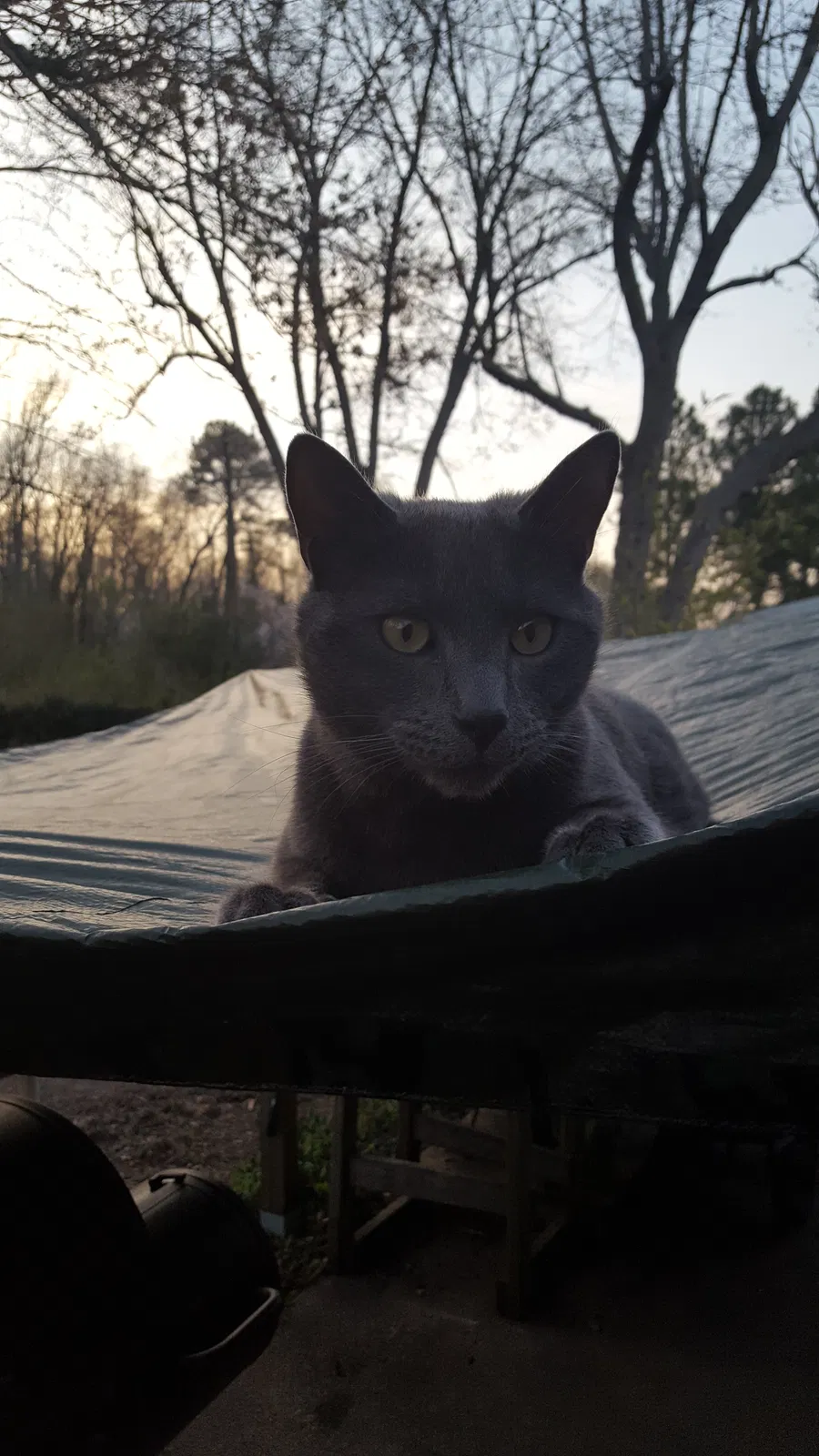 Lost cat in Newport News, VA, 23601