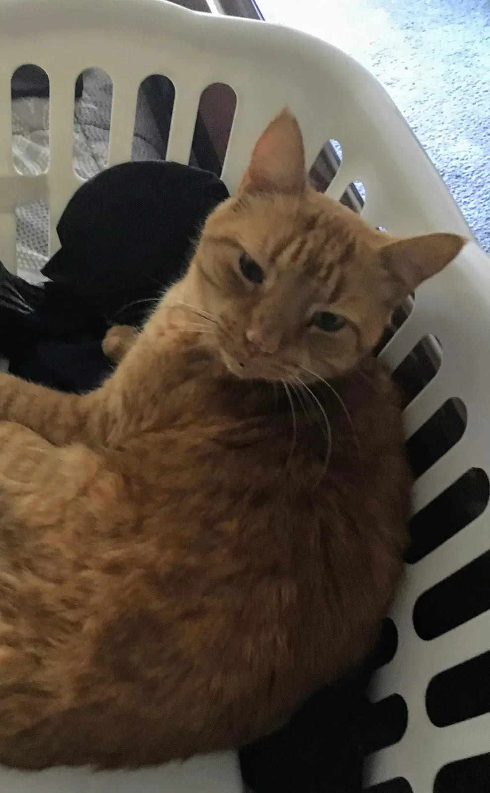 Lost cat in Souderton, PA, 18964