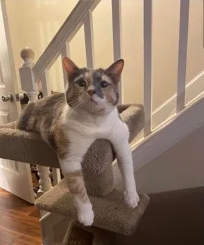 Lost cat in Chantilly, VA, 20152