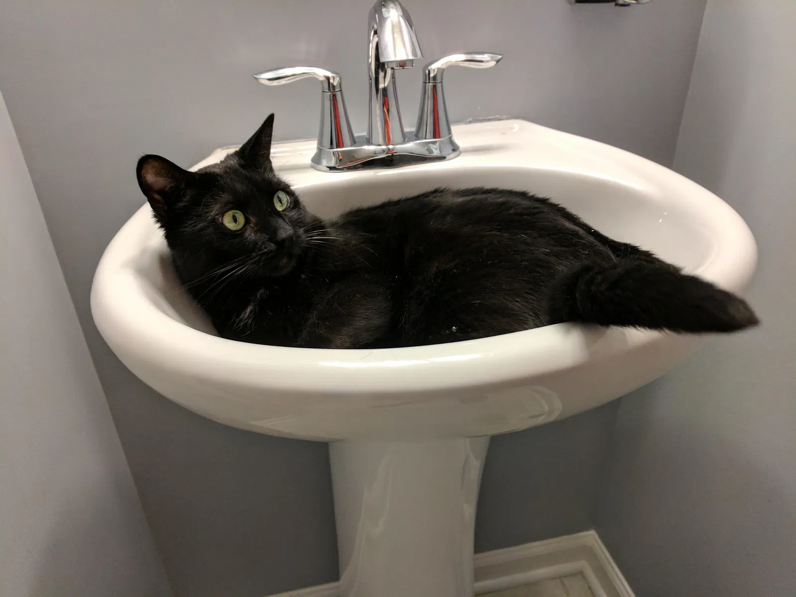 Lost cat in Odenton, MD, 21113