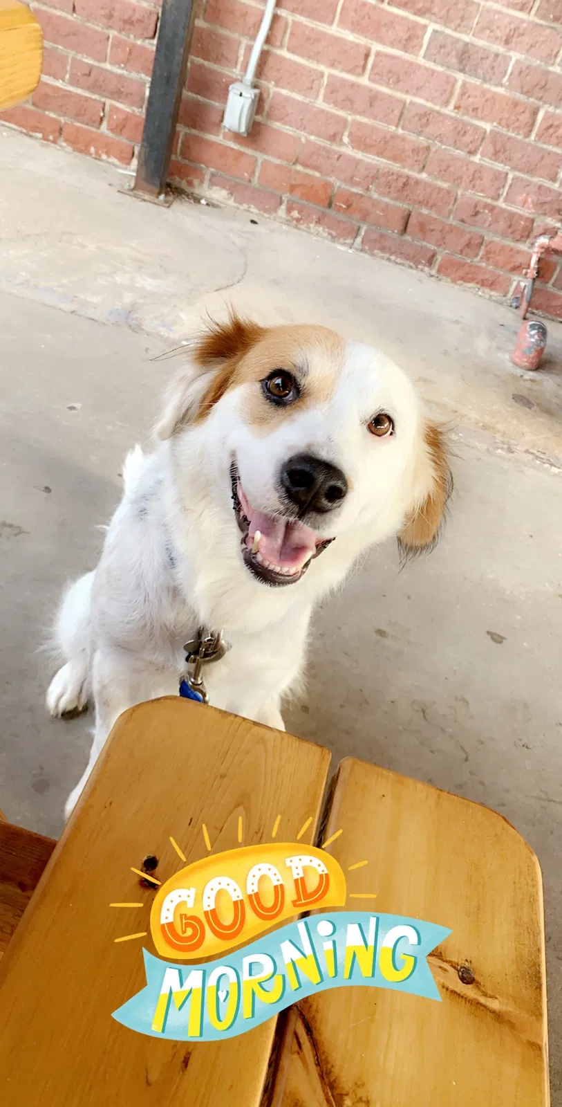 Lost dog in Burleson, TX, 76028