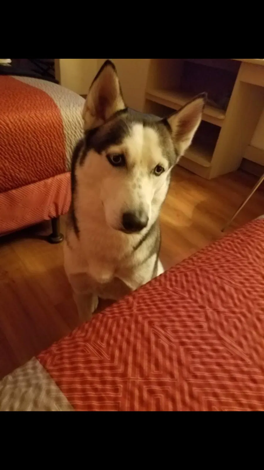 Lost dog in Scottsdale, AZ, 85251