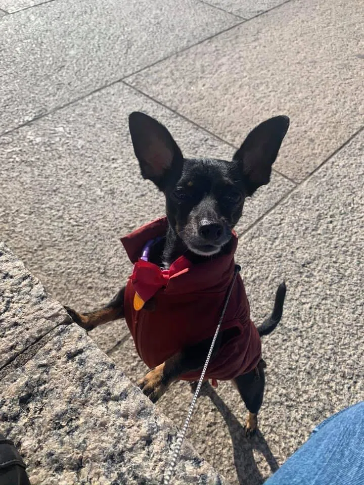 Lost dog in Woodbridge, VA, 22193