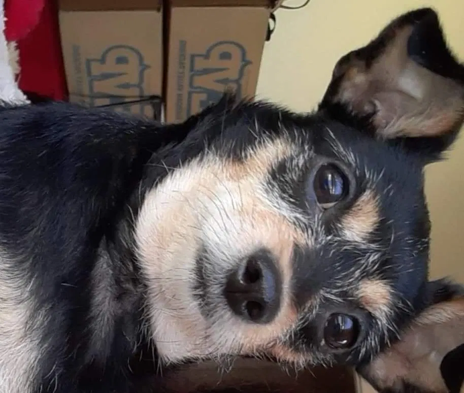 Lost dog in Dorchester, MA, 2121