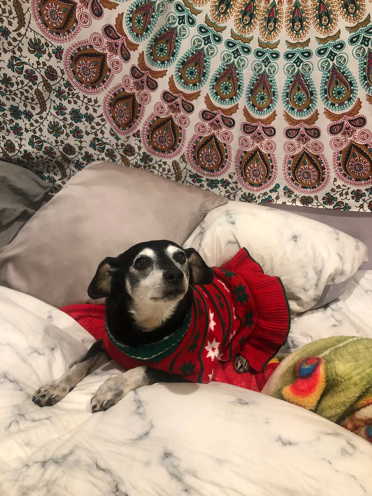 Lost dog in Hayward, CA, 94544