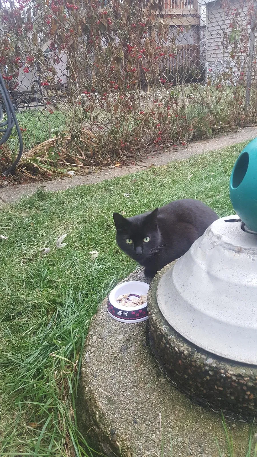 Lost cat in Chicago, IL, 60647