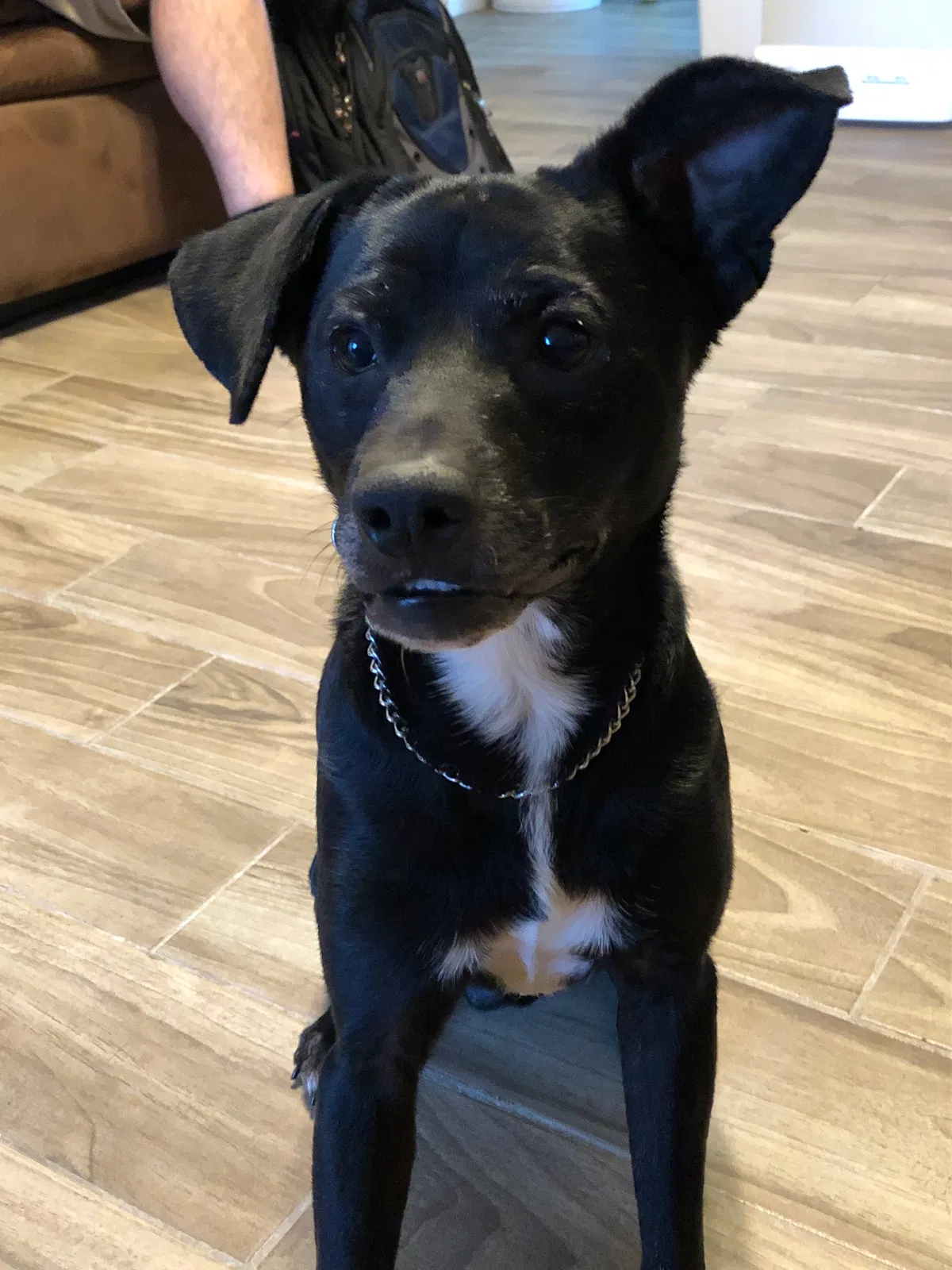 Lost dog in Phoenix, AZ, 85029
