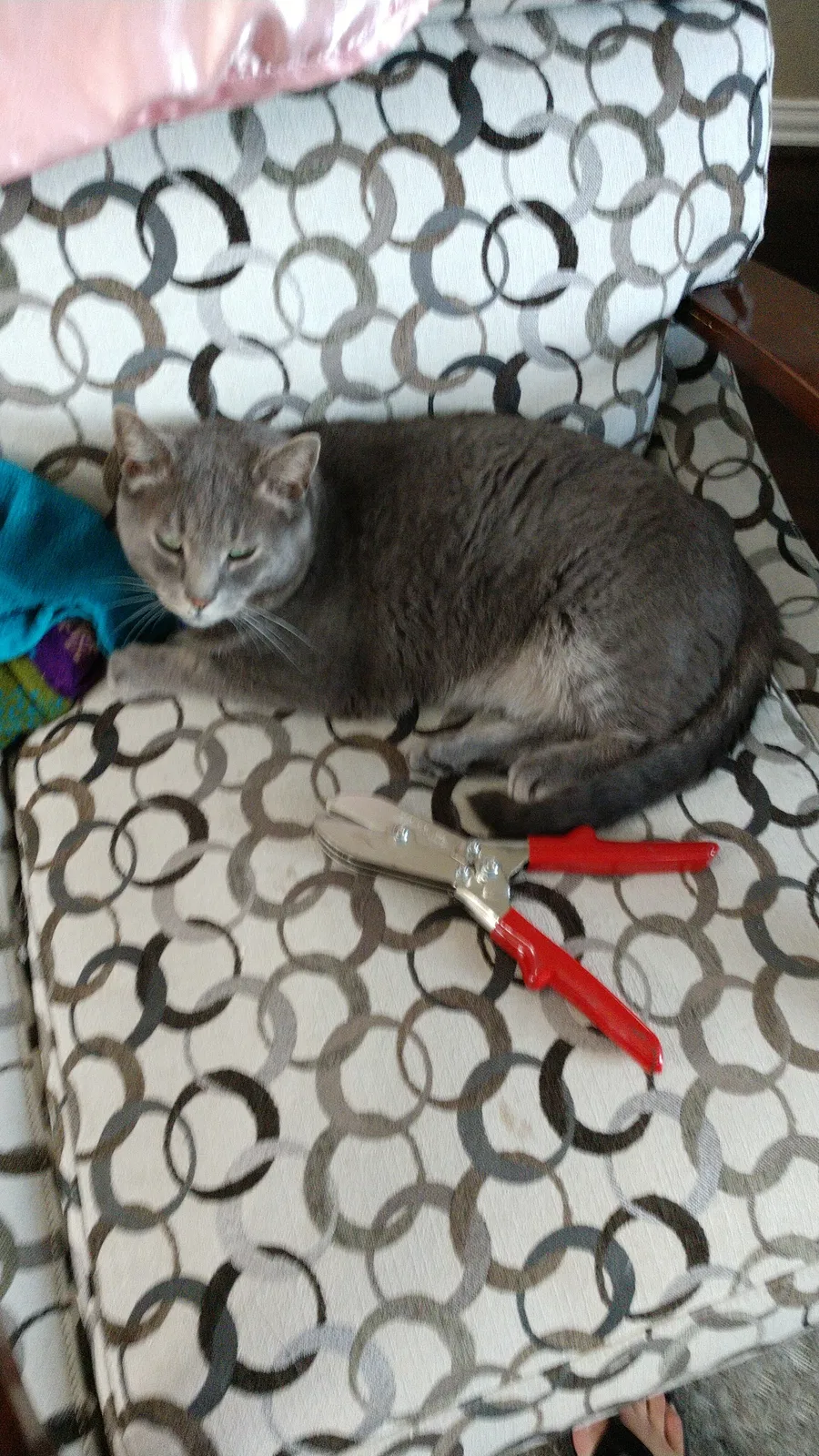 Lost cat in Katy, TX, 77494