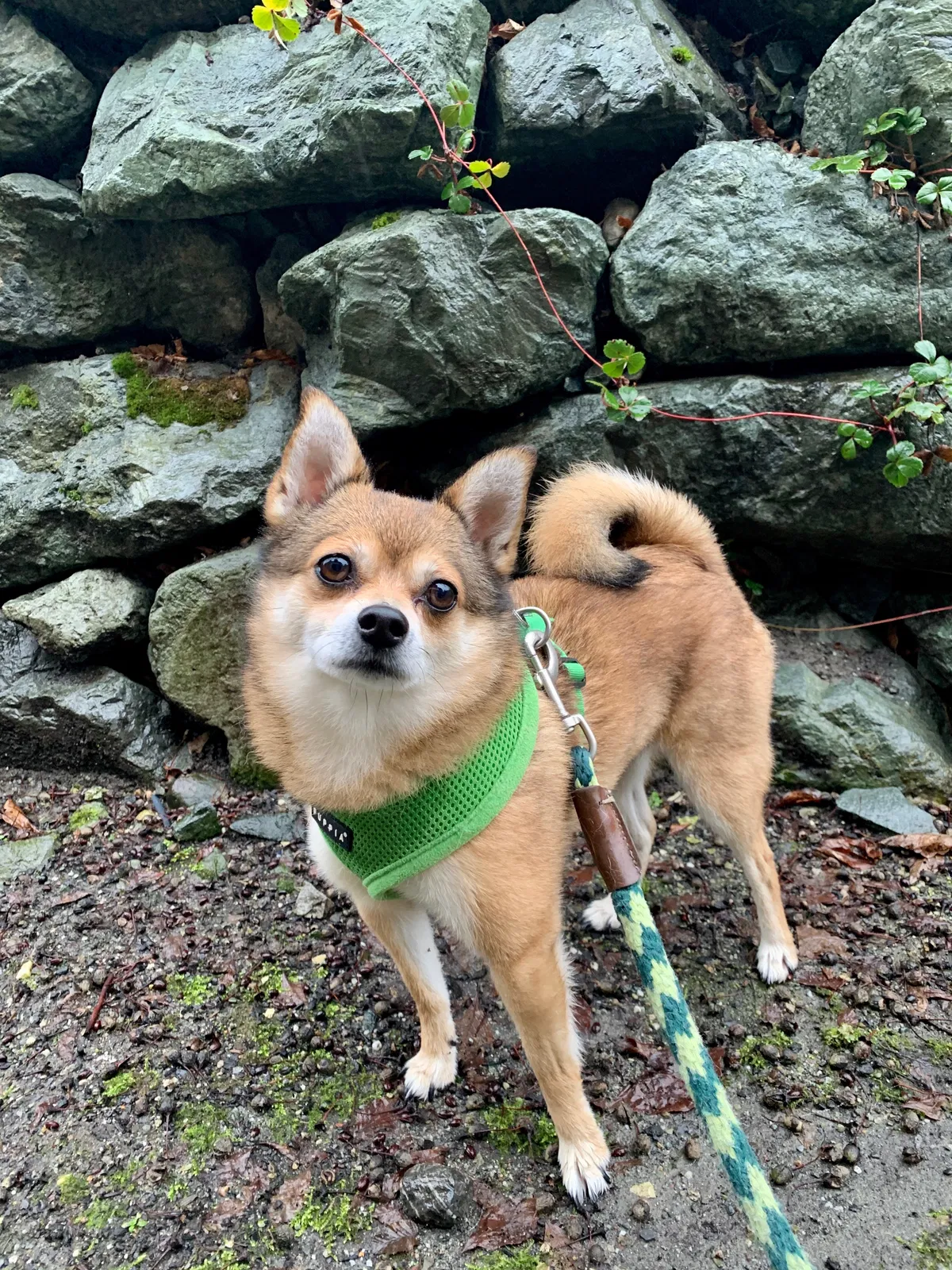 Lost dog in Hansville, WA, 98340