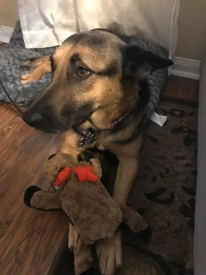 Lost dog in Richmond, TX, 77407