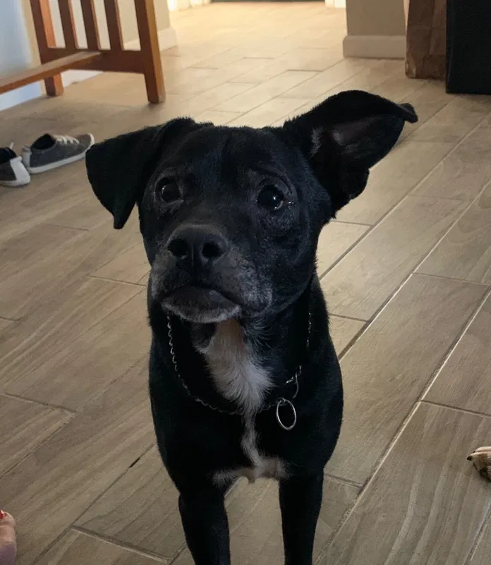 Lost dog in Phoenix, AZ, 85029