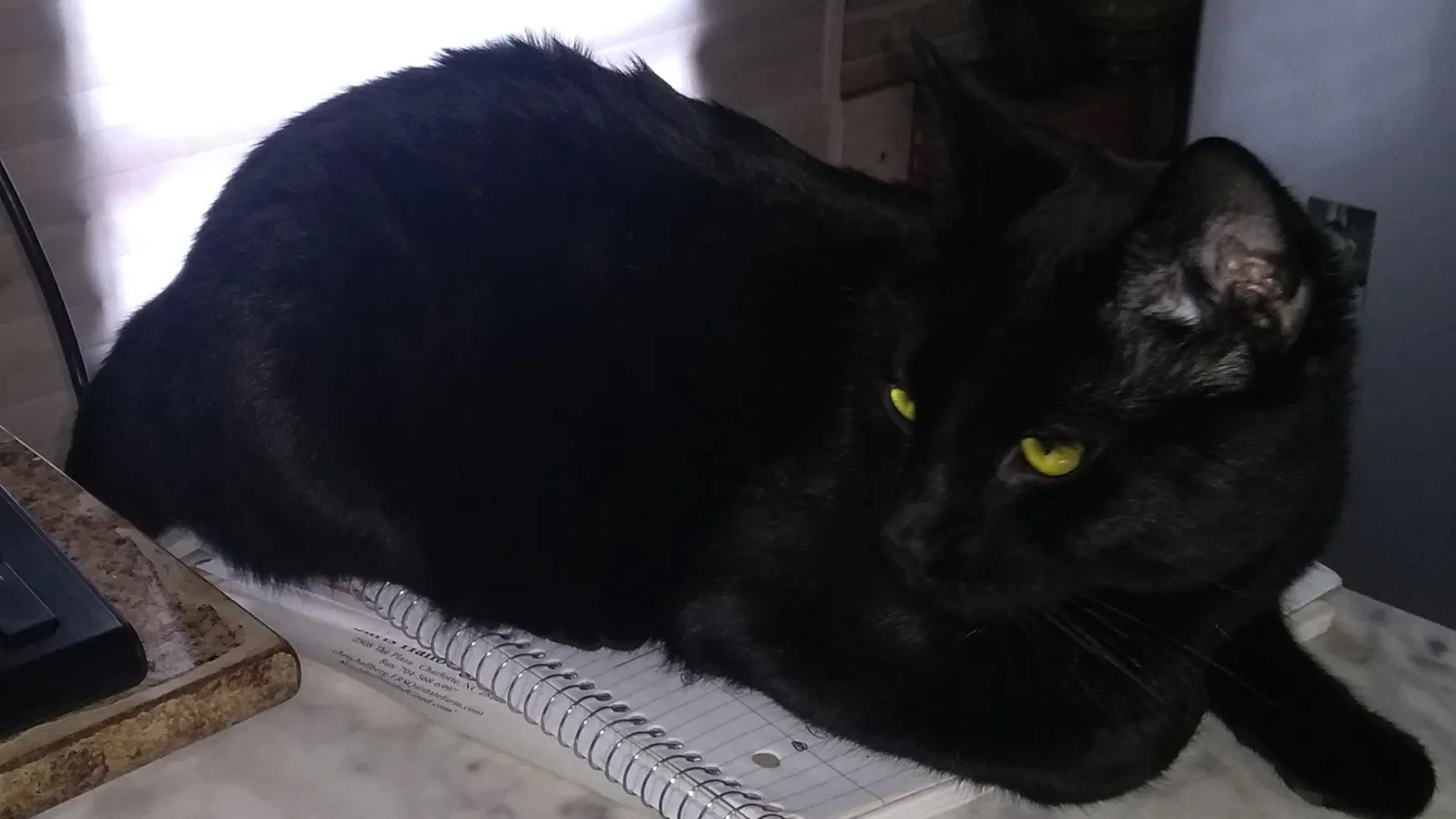 Lost cat in Charlotte, NC, 28211