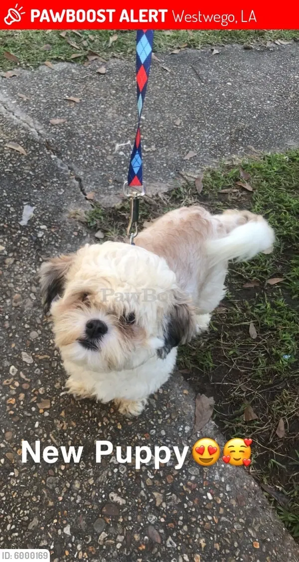 Lost dog in Westwego, LA, 70094