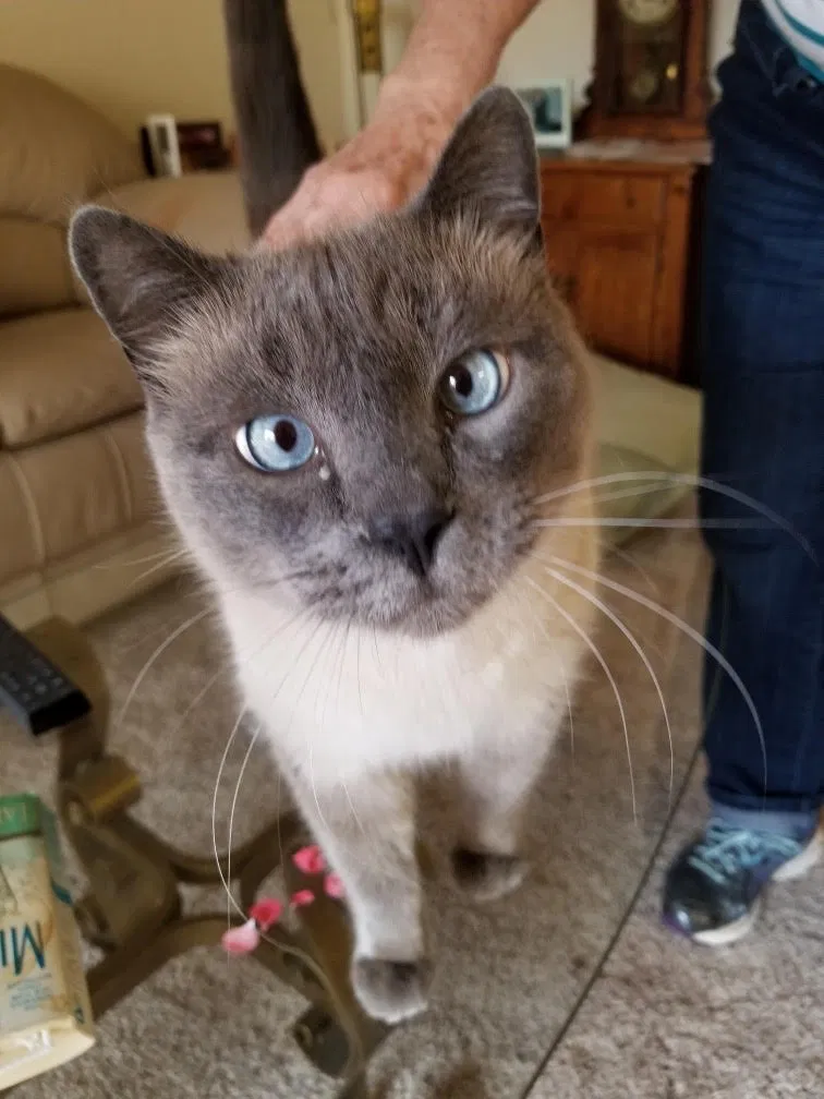 Lost cat in Fair Oaks, CA, 95628